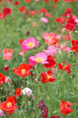 Obraz premium ポピー