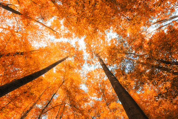 Herbstliche bunte Baumkronen