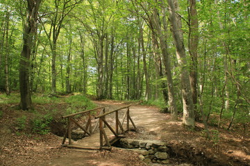 forest bridge