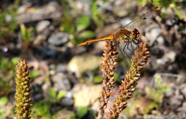 Dragonfly at work in the sun