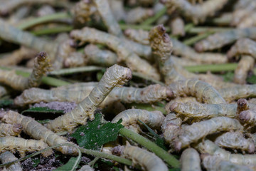 Background silkworm fed mulberry leaves.