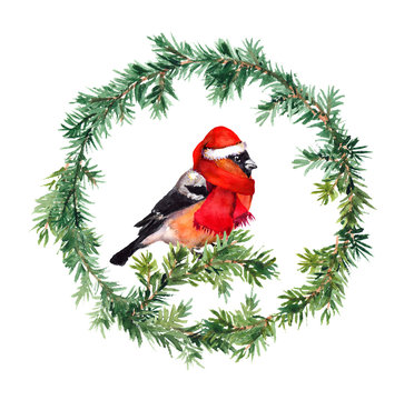 New year wreath - fir and bullfinch bird in red hat. Watercolor 
