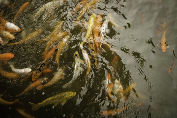 Koi fish in pond