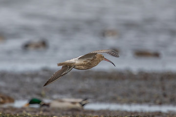 brachvogel beim flug