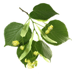 Flowers and leaves of linden on a white background
