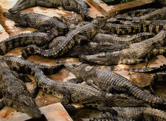 Fototapeta premium Large group of crocodiles laying together