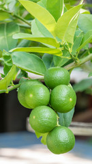 Lime green tree