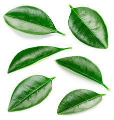 Citrus leaves isolated