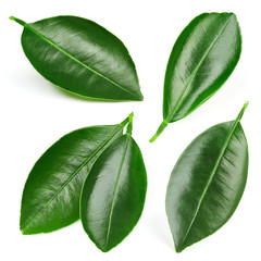 Citrus leaves isolated