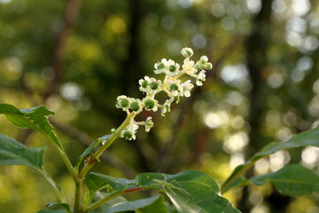 Poke Weed flowers growing at the edge of a field.