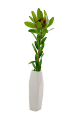 Green exotic flower in a white asymmetrical vase, isolated on white background