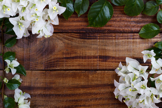 White Bougainvillea Flowers