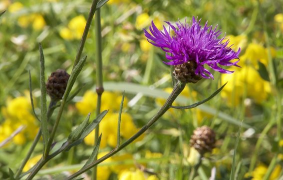 Purple flower on a meadow and yellow flowers in the bagground