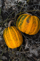 Yellow pumpkins growing in the organic field. Organic farming - 123956028