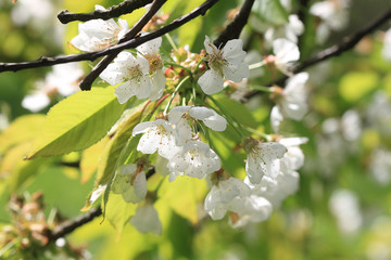 Fleurs de cerisiers