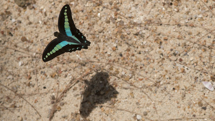 Flying exotic butterfly