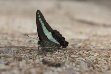 Drinking exotic Butterfly