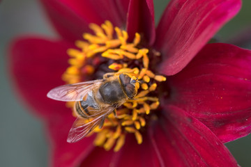 Bee and flower
