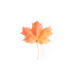 red autumn maple leaf isolated on white background. flat lay, top view