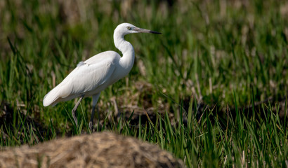 Ardea alba