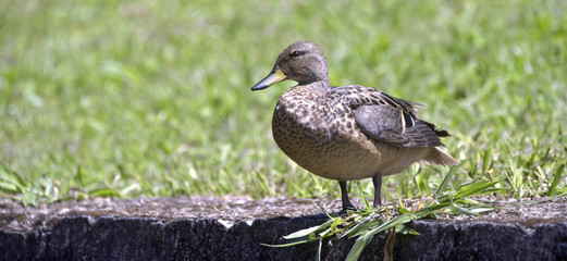 Yellow-billed teal sunning on the lawn