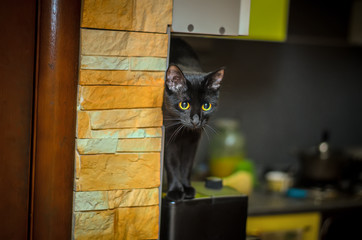 Black cat sitting on the coffee machine in the kitchen