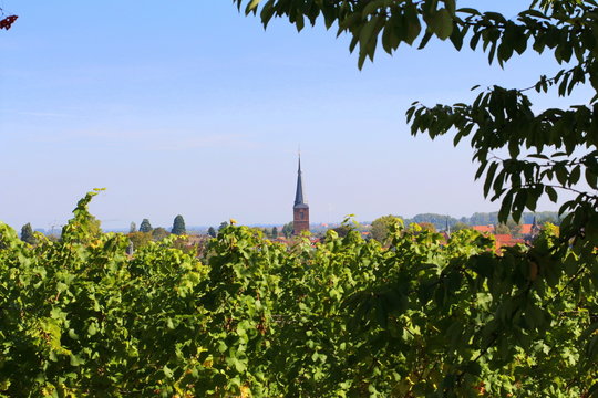 Weinreben vor Deidesheim