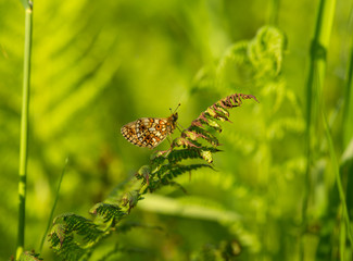 Silver-bordered fritillary, Boloria selene resting on fern

