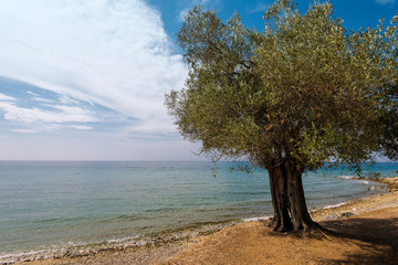 Fototapeta na wymiar olive tree in the beach, Greece