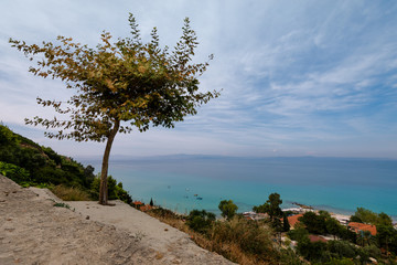 Fototapeta na wymiar Alone tree on Afytos, Kasandra, Greece