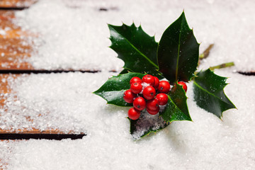 Christmas holly in the Snow