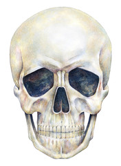 Human skull person is isolated on a white background. Watercolor drawing. Skull illustration art handwork