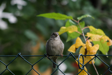 Junger Haussperling
