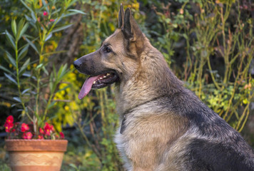 German shepherd 6