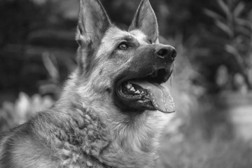 German shepherd 7