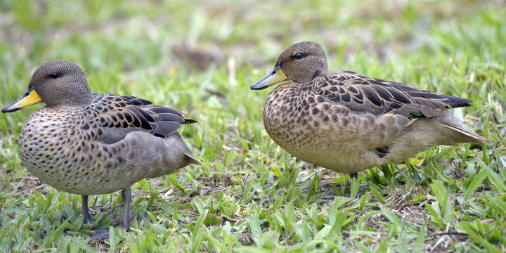 Yellow-billed teal sunning on the lawn