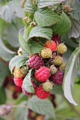 Remontant raspberry