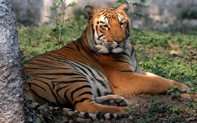 Royal Bengal Tiger