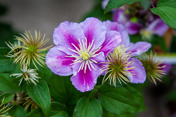 Obraz premium 2 Tone pink clematis