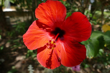 Hibiskus © Janjana