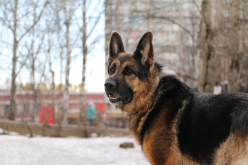 German shepherd dog on snow in spring day