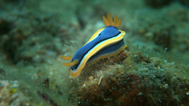Dorid Nudibranch. Chromodorididae, Chromodoris annae. 4k footage