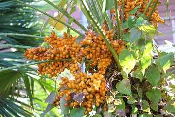 Оранжевые плоды на цветущих пальмовых деревьях.