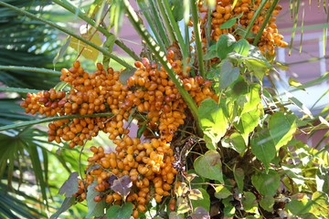 Оранжевые плоды на цветущих пальмовых деревьях. © serzh77