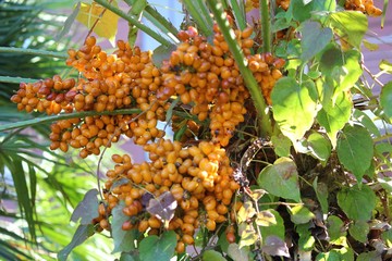 Оранжевые плоды на цветущих пальмовых деревьях.