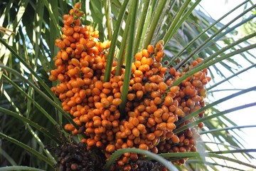 Оранжевые плоды на цветущих пальмовых деревьях.