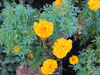 Желто-оранжевые цветы в Дендрарии.