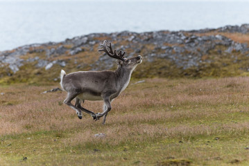 Reindeer