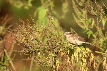 Rose-breasted Grosbeak