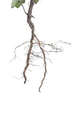 Plant roots closeup